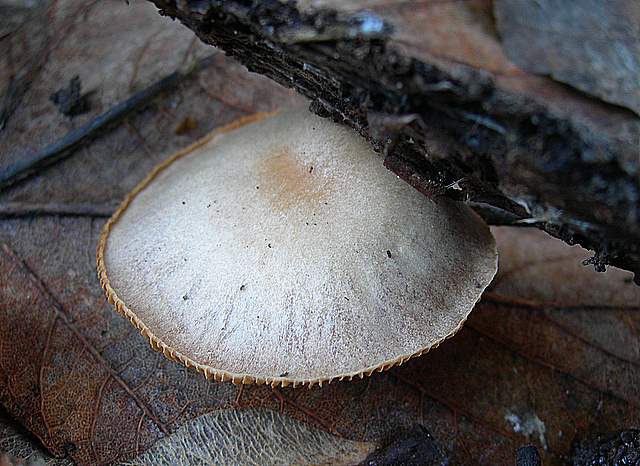 Ritorno  nel  bosco  alluvionale  di  Flh